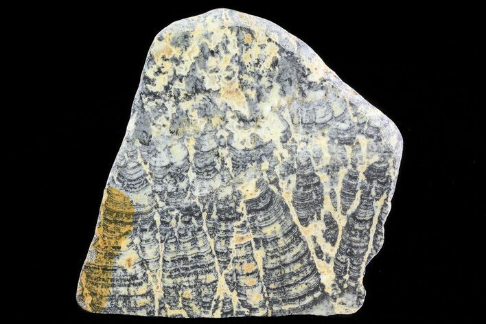 Columnar Stromatolite (Asperia) From Australia - Proterozoic #76200